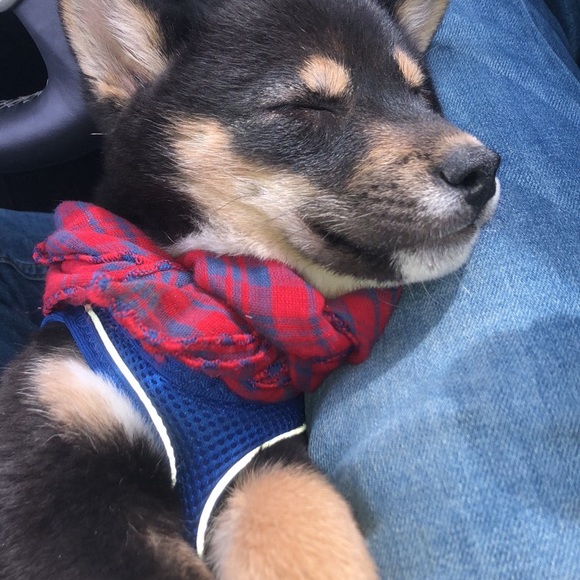 Meet your Posher, Alexander - Picture 2 of 4